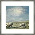 Sheep On The Hill Framed Print