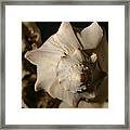 Shell And Driftwood Framed Print