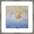 Shell Framed Print