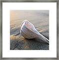 Shell On The Beach Framed Print