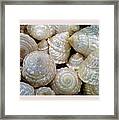 Shells - 4 Framed Print