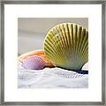 Shells Framed Print