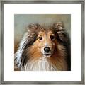 Sheltie Portrait Framed Print