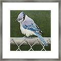 Sherrie's Bluejay Framed Print