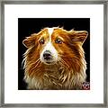 Shetland Sheepdog Dog Art 9973 - Bb Framed Print
