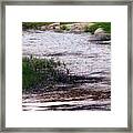 Shimmering Stream Framed Print