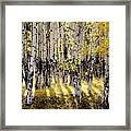 Shining Aspen Forest Framed Print