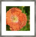 Shirley Poppy 2018-13 Framed Print