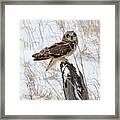 Short Eared Owl Framed Print