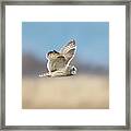 Short-eared Owl In Flight Framed Print