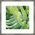 Shrimp And Green Anemone Framed Print