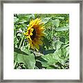 Shy Sunflower Framed Print