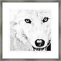 Shy Wolf Framed Print