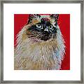 Siamese Cat Portrait Framed Print