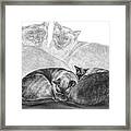 Siamese Cat Siesta Framed Print