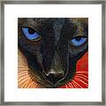 Siamese Framed Print