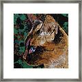 Siamese Portrait Framed Print