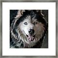 Siberian Husky Framed Print
