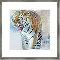 Siberian Tiger In Snow Framed Print