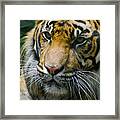 Siberian Tiger Portrait Framed Print