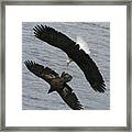 Side By Side Eagles Nw3074 Framed Print