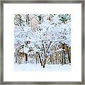 Siebold Viburnum In Snow Framed Print