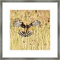 Sighting The Prey Framed Print