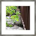 Signs Of Spring In American Fork Canyon Utah Framed Print