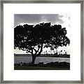 Silhouette Of Tree Framed Print