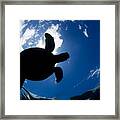 Silhouette Of Turtle Framed Print