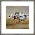 Silver Appleyard Duck Framed Print