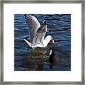 Silver Gull And Australian Coot Framed Print