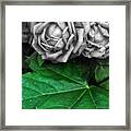 Silver Rose Framed Print