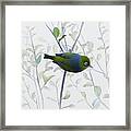 Silvereye Framed Print