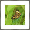 Silvery Checkerspot Butterfly Framed Print