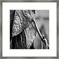 Silvery Leaves Iii Framed Print