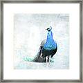 Simple Luxury Peacock Art Framed Print