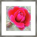 Simple Rose Framed Print