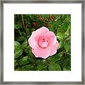 Simply Pink Framed Print