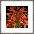 Simply Soft Aloe Flower Framed Print