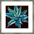 Simply Succulent Framed Print