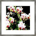 Singapore Orchid 2 Framed Print