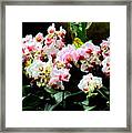 Singapore Orchid 3 Framed Print