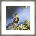 Singing Audubon's Warbler Framed Print