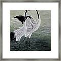 Singing Cranes Framed Print