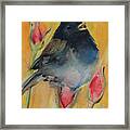 Singing Junco Framed Print