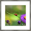 Single In Search Framed Print