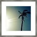 Single Palm Tree Framed Print