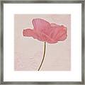 Single Pink Upright Poppy Framed Print