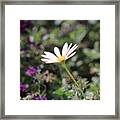 Single White Daisy On Purple Framed Print